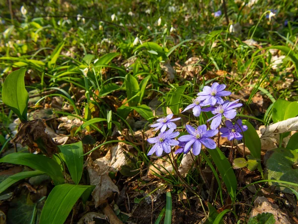 Una fioritura comune hepatica in una foresta decidua in primavera — Foto Stock