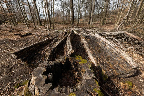 Vieux tronc d'arbre pourri dans une forêt de feuillus au début du printemps — Photo