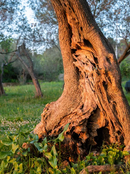Un tronco di un ulivo, luce calda di sera — Foto Stock