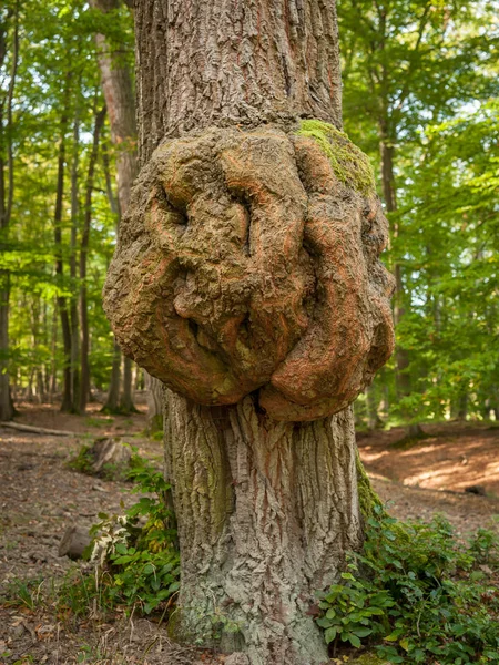 Tree trunk with an ulcer in a deciduous forest in spring Stock Photo