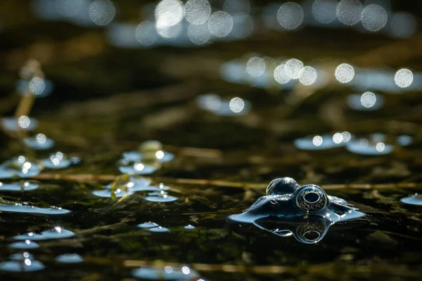 A water frog resting in a small pond on a sunny day — Stock Photo, Image