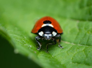 Bir bahçede yeşil bir bitki üzerinde oturan bir Ladybird