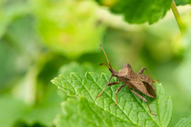 Yeşil yaprak üzerinde oturan bir dock Bug