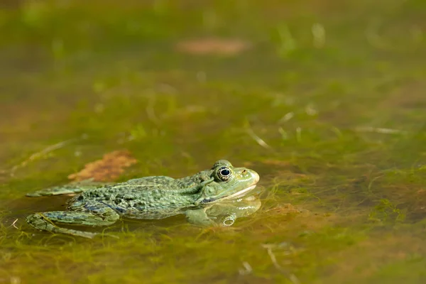 Una rana d'acqua che riposa in un piccolo stagno in una giornata di sole — Foto Stock