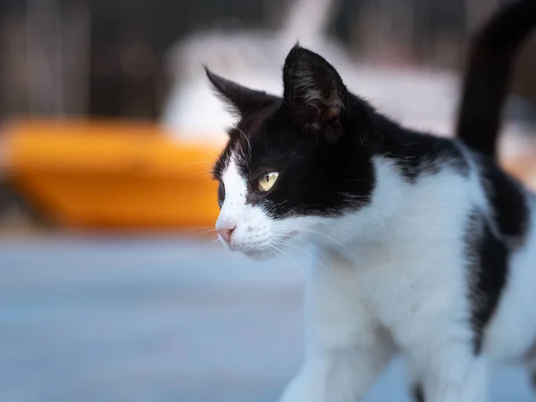 Kızgın bir siyah beyaz kedi yürüyor — Stok fotoğraf