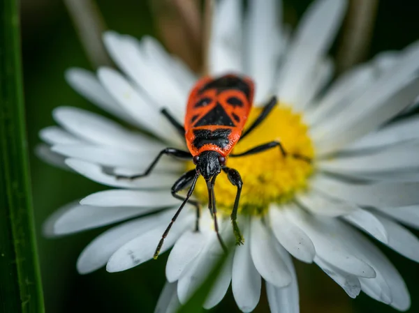 Un insecto de fuego sentado en una margarita — Foto de Stock