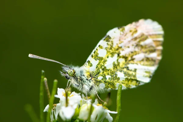 An Orange Tip butterfly sitting on a flower — Stock Photo, Image