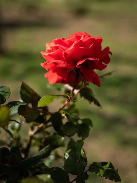 Una hermosa rosa roja creciendo en un parque — Foto de Stock