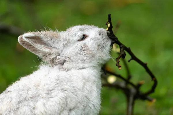 Ein kleines weißes Kaninchen knabbert an einem Zweig — Stockfoto