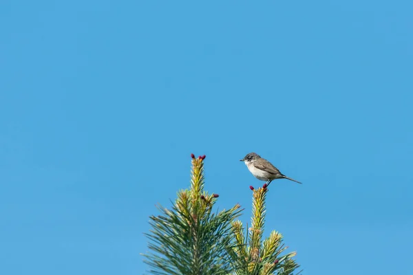 Um whitethroat menor sentado em cima de uma árvore — Fotografia de Stock