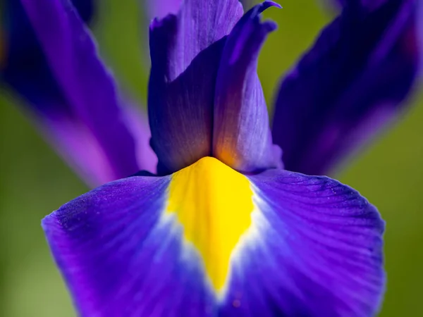 Detalle de una flor azul y amarilla de un iris —  Fotos de Stock