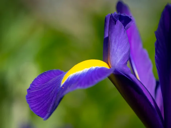 Деталь синьо-жовтого цвітіння райдужки — стокове фото