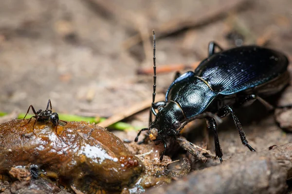 一只紫罗兰地甲虫吃一只小虫子 — 图库照片
