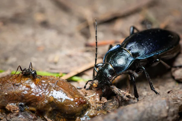 Un escarabajo de tierra violeta comiendo una babosa — Foto de Stock