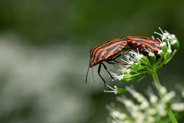 Dos bichos rayados sentados en una flor blanca — Foto de Stock