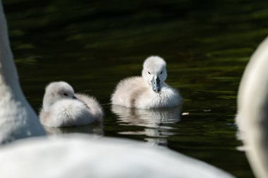Sessiz kuğu cygnets baharda güneşli bir günde yüzme