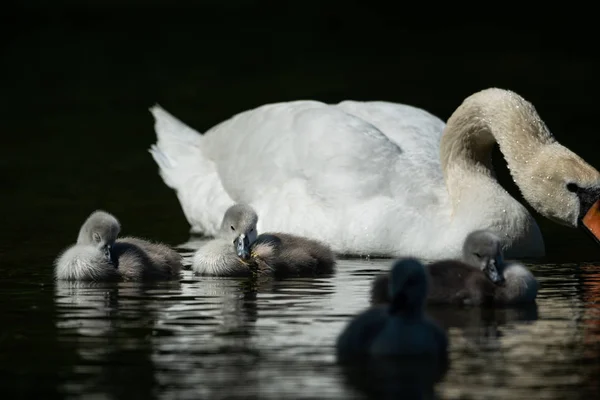 Höckerschwan schwimmt an einem sonnigen Frühlingstag — Stockfoto