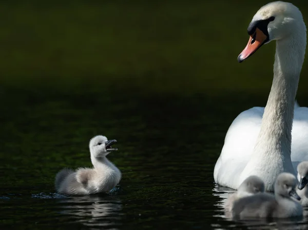 Cisne mudo y llanto en un día soleado en primavera — Foto de Stock