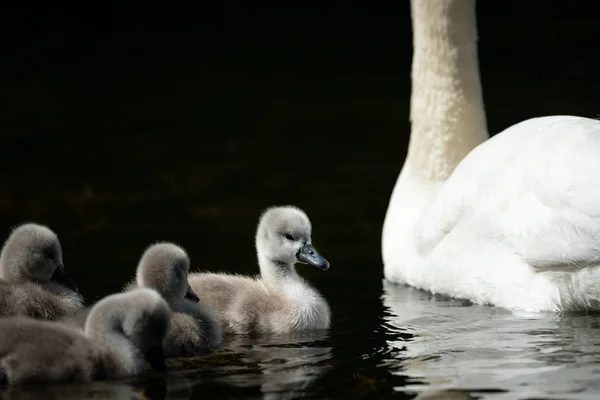Mute swan cygnets swimming on a sunny day in spring — Stock Photo, Image
