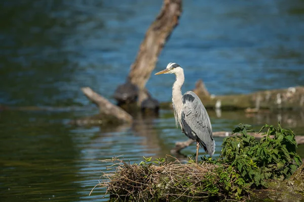 Uma garça cinzenta em pé perto de uma lagoa — Fotografia de Stock