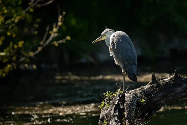 A grey heron standing near a pond — Stock Photo, Image