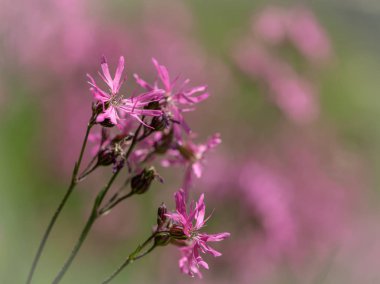 Güzel Ragged Robins erken yaz güneşli bir günde