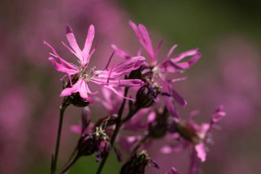 Güzel Ragged Robins erken yaz güneşli bir günde