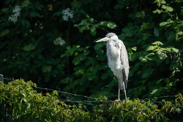 Ein Graureiher steht auf einem Zaun — Stockfoto