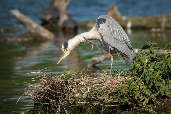 Uma garça cinzenta em pé perto de uma lagoa — Fotografia de Stock