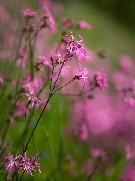 Vacker Ragged Robins på en solig dag i försommaren — Stockfoto