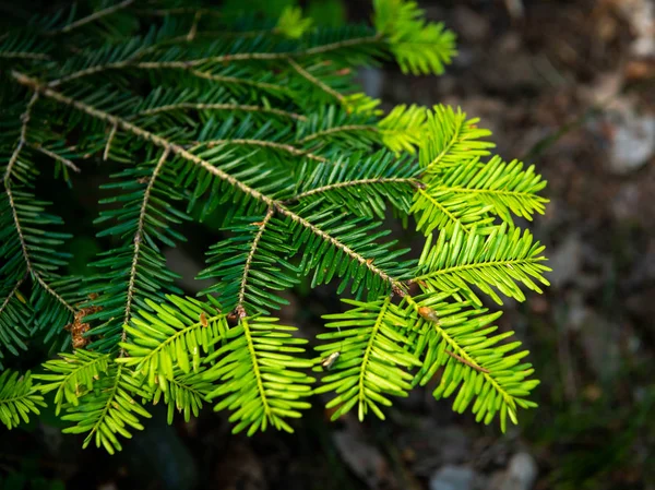 Closeup of a young fresh twig of a silver fir — Stock Photo, Image