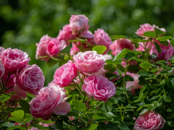 Primer plano de una rosa con muchas flores rosadas — Foto de Stock