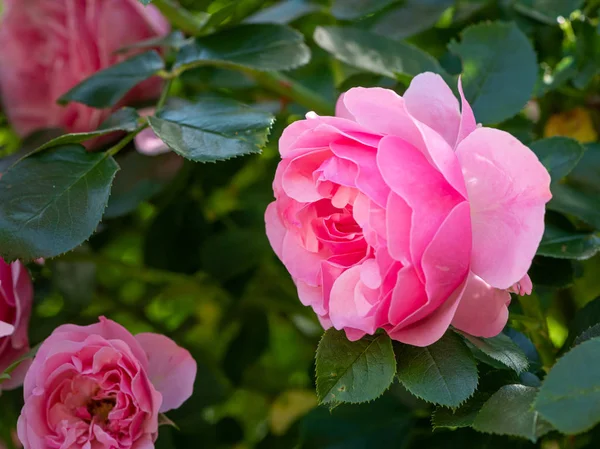 Primer plano de una rosa rosa en primavera — Foto de Stock