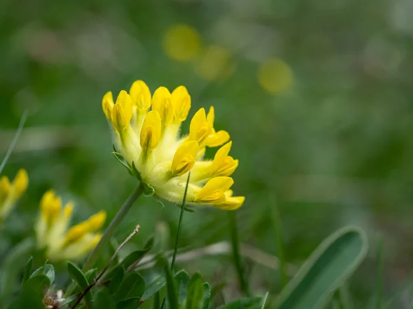 Closeup of the blossoms of a Common kidneyvetch — Stock Photo, Image