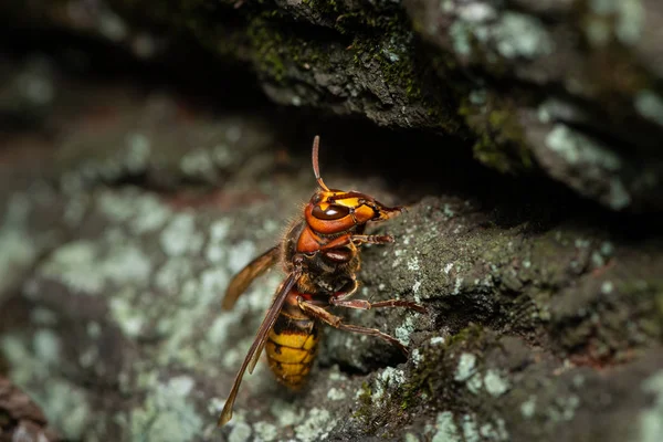 A European hornet sitting on a tree — Stock Photo, Image