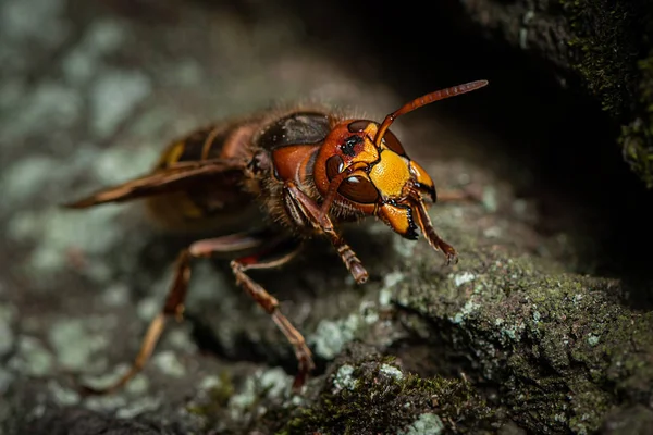 Eine europäische Hornisse sitzt auf einem Baum — Stockfoto