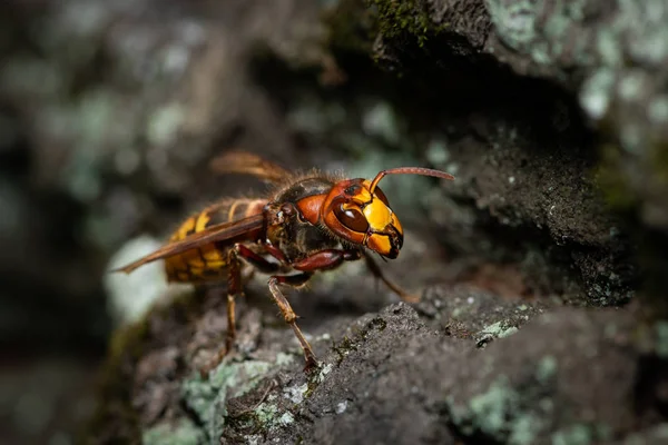 Uma vespa europeia sentada em uma árvore — Fotografia de Stock