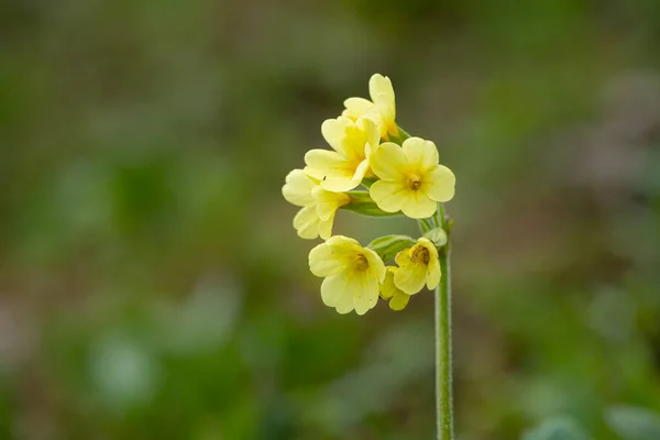 Primer plano de un oxlip en los Alpes austríacos — Foto de Stock