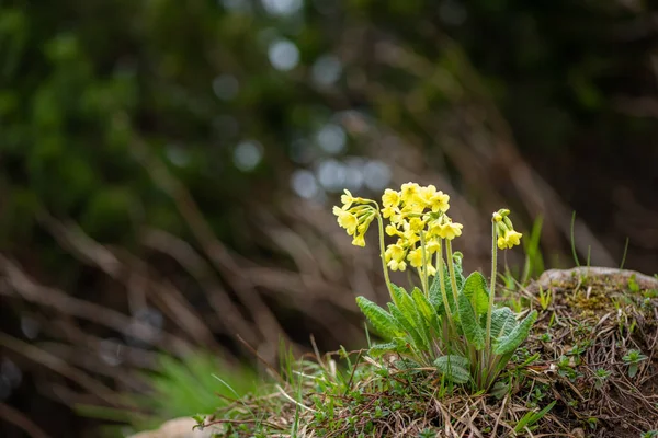 Closeup of an oxlip in the Austrian Alps — Stock Photo, Image