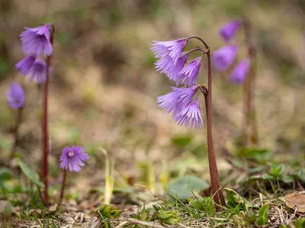 Closeup of alpine snowbells in the Austrian Alps — Stock Photo, Image