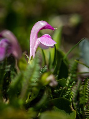 Avusturya Alpleri'nde bir alp lousewort closeup