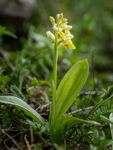 Primer plano de una orquídea de flores antiguas en los Alpes austríacos — Foto de Stock