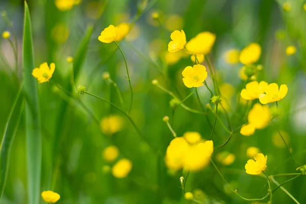 Желтые цветы Ranunculus летом — стоковое фото