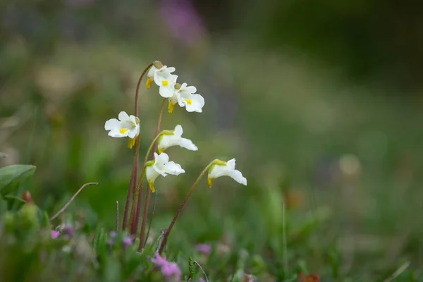 Closeup of alpine butterwort in the Austrian Alps — Stock Photo, Image