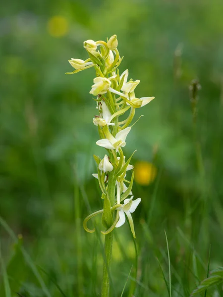 Closeup of a lesser butterfly-orchid in the Austrian Alps — Stock Photo, Image