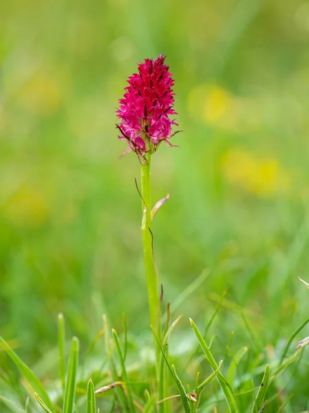 Closeup Nigritelské orchideje v rakouských Alpách — Stock fotografie