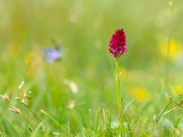 Primo piano di un'orchidea della Nigritella nelle Alpi austriache — Foto Stock