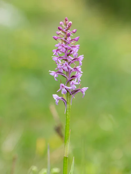 Primer plano de una orquídea fragante en los Alpes austríacos — Foto de Stock