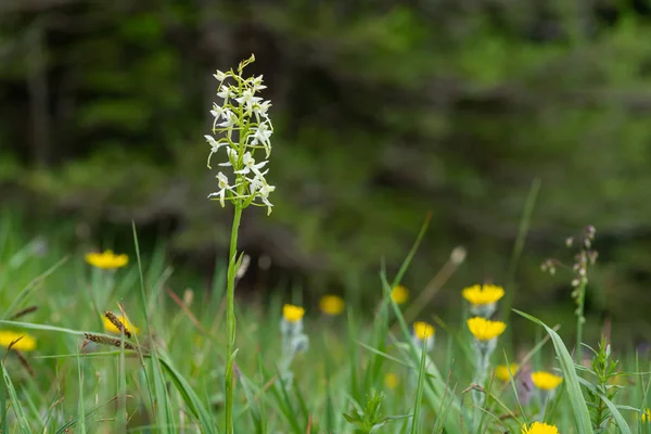 Closeup of a lesser butterfly-orchid in the Austrian Alps — Stock Photo, Image