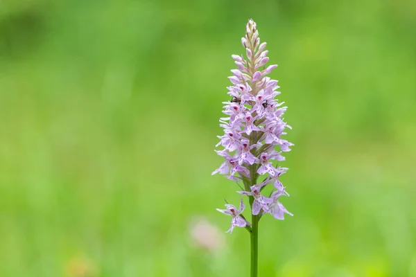 Closeup z poskvrnitých orchidejí v rakouských Alpách — Stock fotografie